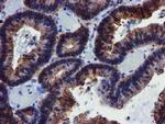 MKRN1 Antibody in Immunohistochemistry (Paraffin) (IHC (P))