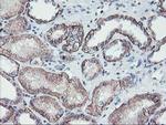 MKRN1 Antibody in Immunohistochemistry (Paraffin) (IHC (P))