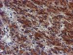 MKRN1 Antibody in Immunohistochemistry (Paraffin) (IHC (P))