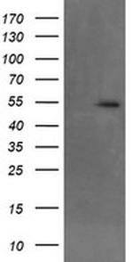 MKRN1 Antibody in Western Blot (WB)