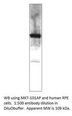MERTK Polyclonal Antibody