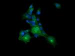 MLANA Antibody in Immunocytochemistry (ICC/IF)