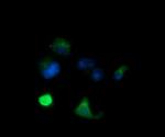 MLANA Antibody in Immunocytochemistry (ICC/IF)