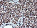 MLANA Antibody in Immunohistochemistry (Paraffin) (IHC (P))