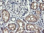 MLANA Antibody in Immunohistochemistry (Paraffin) (IHC (P))