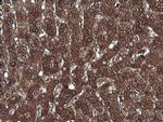 MLANA Antibody in Immunohistochemistry (Paraffin) (IHC (P))