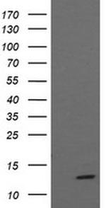 MLANA Antibody in Western Blot (WB)