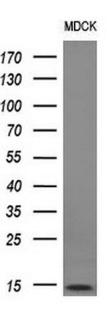 MLANA Antibody in Western Blot (WB)