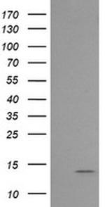 MLANA Antibody in Western Blot (WB)