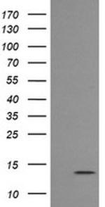 MLANA Antibody in Western Blot (WB)