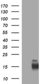 MLANA Antibody in Western Blot (WB)
