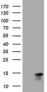 MLANA Antibody in Western Blot (WB)