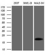 MLANA Antibody in Western Blot (WB)