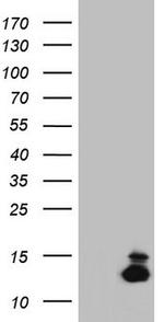 MLANA Antibody in Western Blot (WB)
