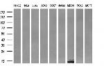 MLANA Antibody in Western Blot (WB)