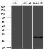MLANA Antibody in Western Blot (WB)