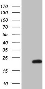 MLANA Antibody in Western Blot (WB)