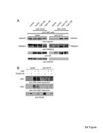 PDIA6 Antibody in Western Blot (WB)