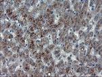 MLF1 Antibody in Immunohistochemistry (Paraffin) (IHC (P))