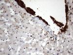 MLF1 Antibody in Immunohistochemistry (Paraffin) (IHC (P))