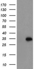 MLF1 Antibody in Western Blot (WB)