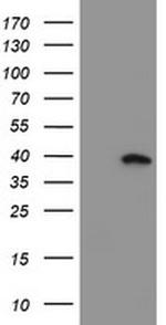 MLF1 Antibody in Western Blot (WB)