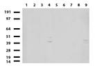 MLF1 Antibody in Western Blot (WB)