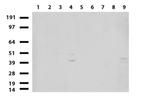 MLF1 Antibody in Western Blot (WB)