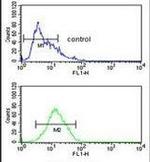MLF1 Antibody in Flow Cytometry (Flow)