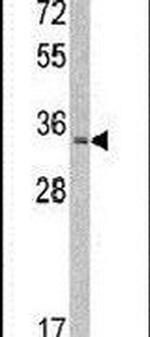 MLF1 Antibody in Western Blot (WB)