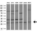 MLF2 Antibody in Western Blot (WB)