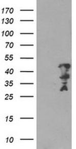 MLF2 Antibody in Western Blot (WB)
