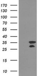 MLF2 Antibody in Western Blot (WB)