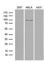 MLH1 Antibody in Western Blot (WB)
