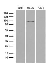 MLH1 Antibody in Western Blot (WB)