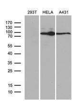 MLH1 Antibody in Western Blot (WB)
