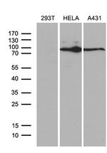 MLH1 Antibody in Western Blot (WB)