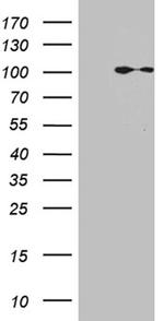 MLH1 Antibody in Western Blot (WB)