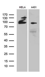 MLH1 Antibody in Western Blot (WB)