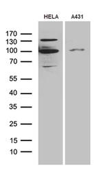 MLH1 Antibody in Western Blot (WB)