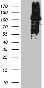 MLH1 Antibody in Western Blot (WB)