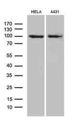 MLH1 Antibody in Western Blot (WB)