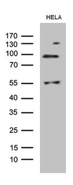 MLH1 Antibody in Western Blot (WB)