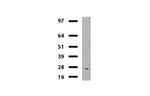 MLH1 Antibody in Western Blot (WB)