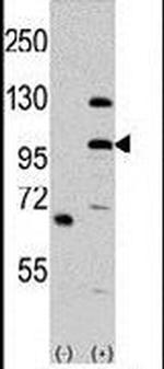 MLK4 Antibody in Western Blot (WB)