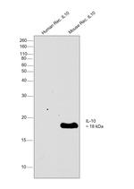 IL-10 Monoclonal Antibody (16E3)