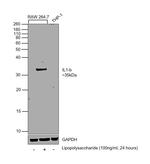 IL-1 beta Monoclonal Antibody (1400.24.17)
