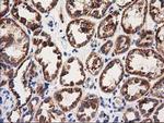 MMAA Antibody in Immunohistochemistry (Paraffin) (IHC (P))