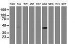 MMAA Antibody in Western Blot (WB)