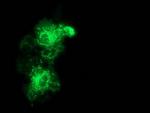 MMAB Antibody in Immunocytochemistry (ICC/IF)